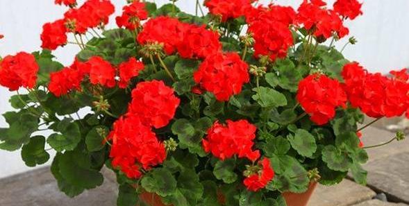 عکس گل شمعدانی