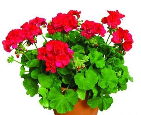 عکس گل شمعدانی