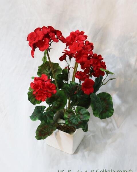 عکس گل شمعدانی