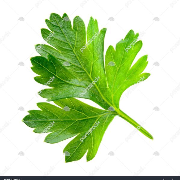 عکس برگ جعفری