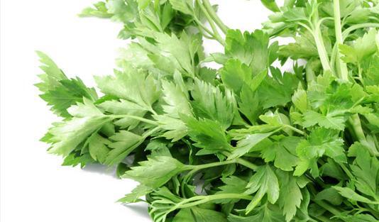 عکس برگ جعفری