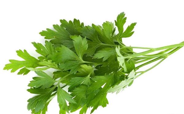 عکس برگ جعفری
