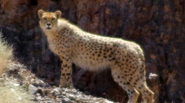 عکس طنز یوز پلنگ