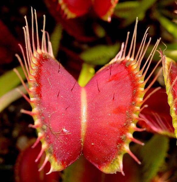 عکس گل حشره خوار