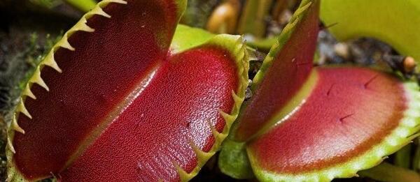 عکس گل حشره خوار