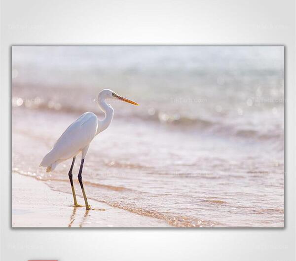 عکس حیوان حواصیل