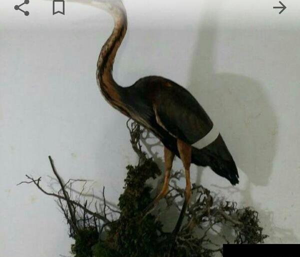 عکس حیوان حواصیل