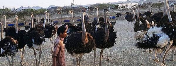 عکس صورت شترمرغ
