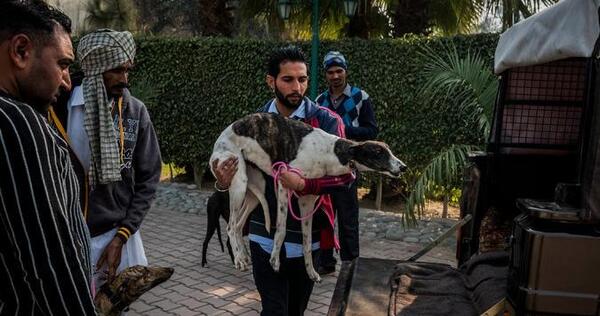 عکس رونالدو سگ