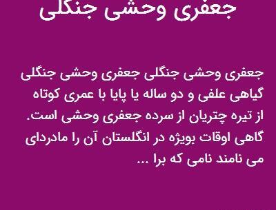 عکس جعفری وحشی