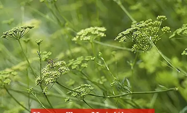عکس جعفری وحشی