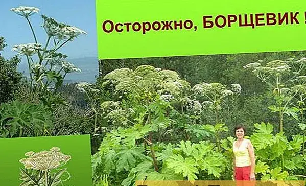 عکس جعفری وحشی