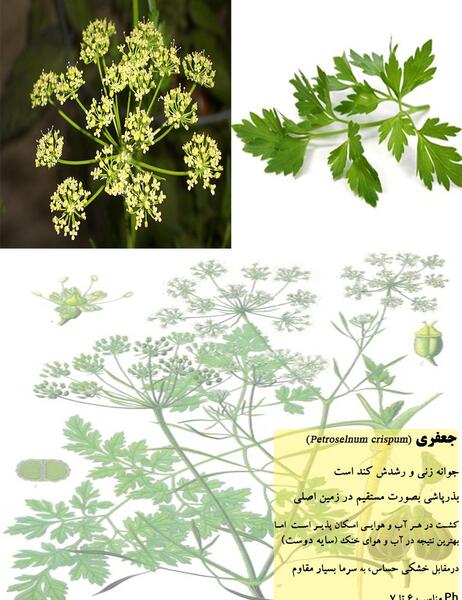 عکس جعفری وحشی