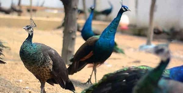 عکس قفس طاووس