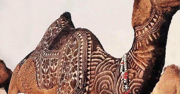 عکس تاتو شتر