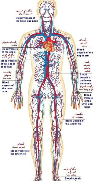 عکس هایی از اناتومی بدن انسان
