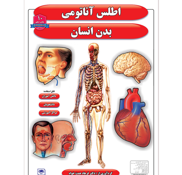 عکس هایی از اناتومی بدن انسان