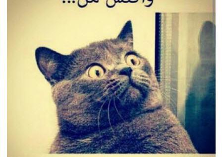 عکس خنده دار شب امتحان
