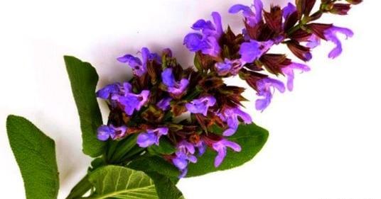 عکس گل مریم گلی