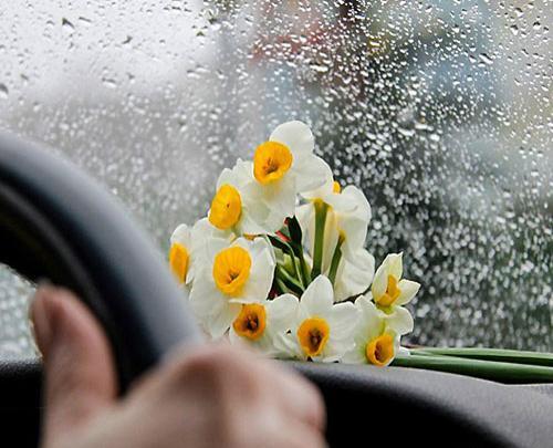عکس دسته گل توی ماشین