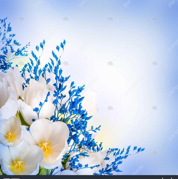 عکس دسته گل لاله سفید
