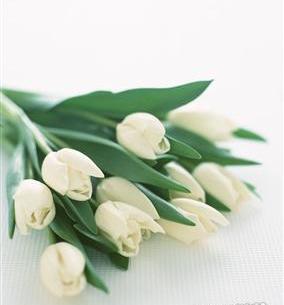 عکس دسته گل لاله سفید