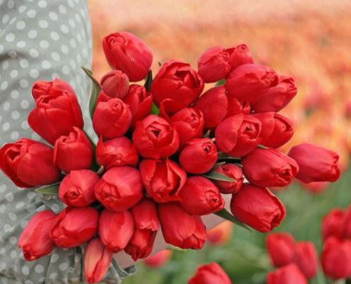 عکس دسته گل لاله سفید