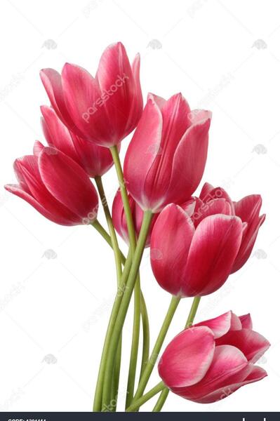 عکس دسته گل لاله سفید