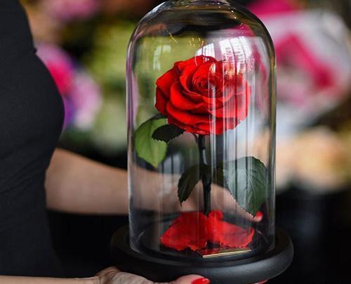 عکس گل رز دخترونه برای پروفایل