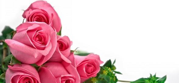 عکس گل ژینا