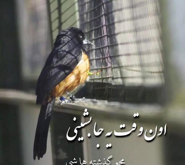 عکس شعر غمگین در قفس