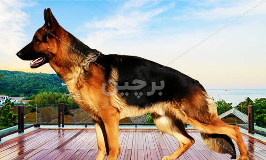 عکس پس زمینه سگ ژرمن شپرد