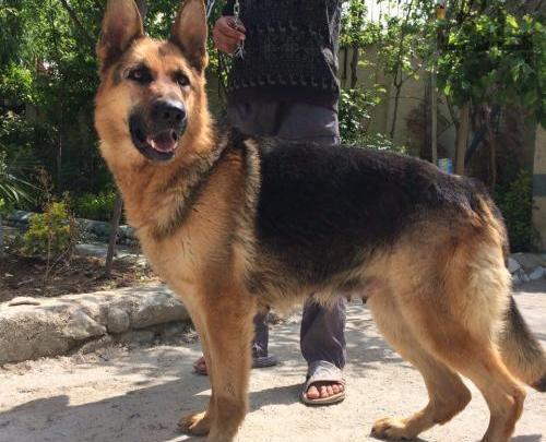 عکس سگ ژرمن ایران