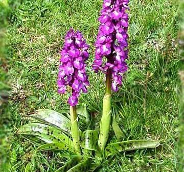 عکسهای گل ثعلب