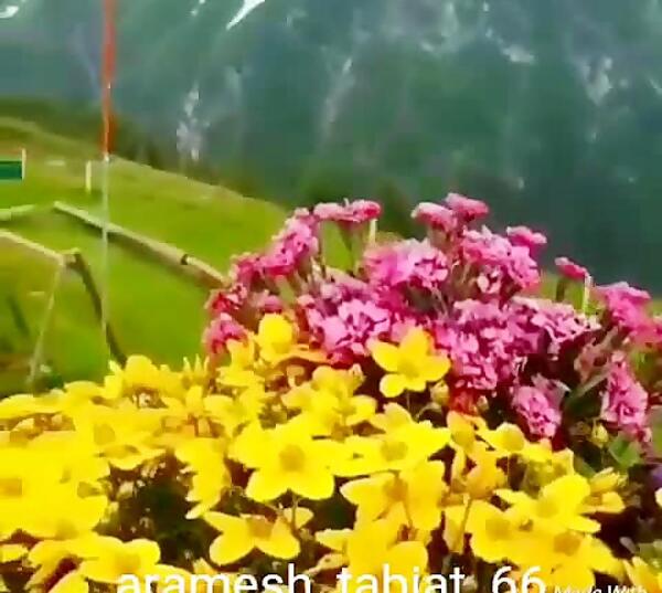عکس شاد از طبیعت
