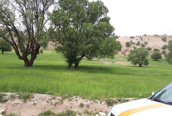 عکس از طبیعت سرسبز