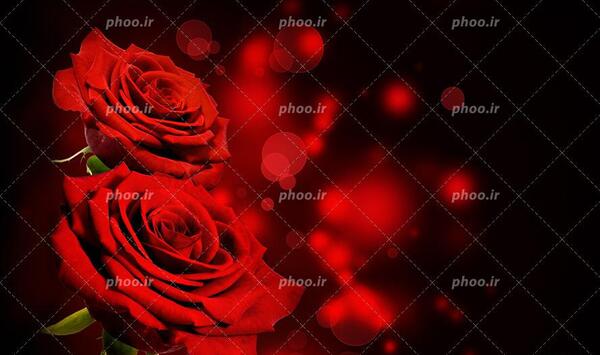 عکس زیبا قرمز