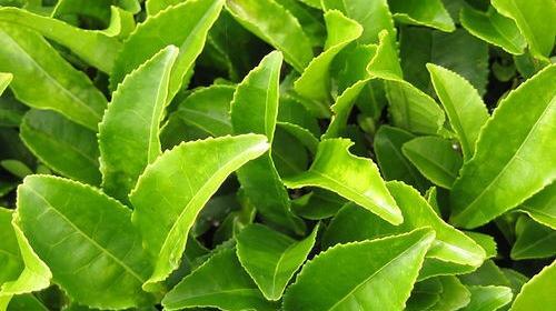 عکس چای سبز خشک شده