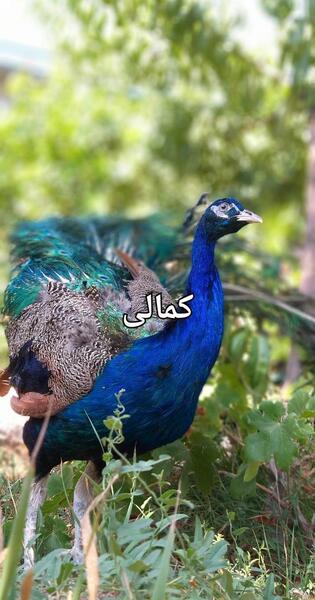 عکس طاووس قیمت