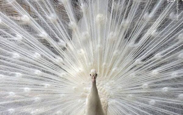 عکس یک طاووس زیبا