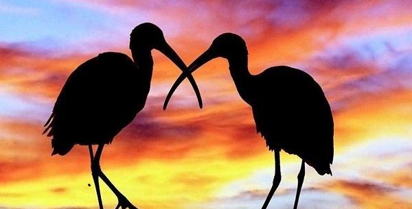 عکس تصاویر ضد نور حیوانات