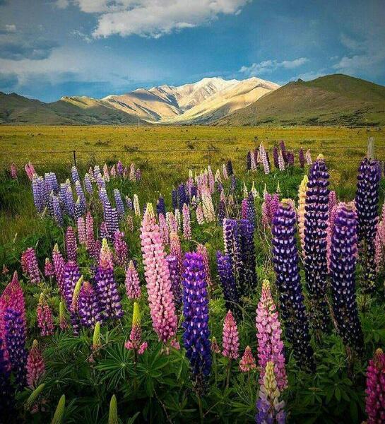 عکس طبیعت زیبای نیوزیلند