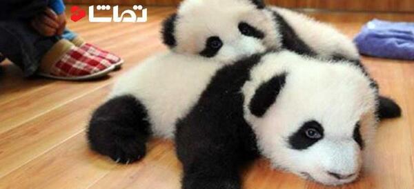 عکس بچه پاندا کوچولو