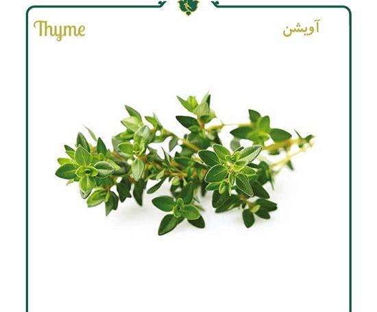 عکس گیاه آویشن خشک شده