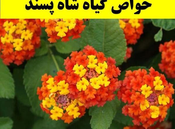 عکس شاه پسند