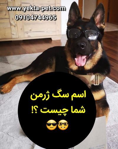 عکس سگ ژرمن شپرد کوچولو