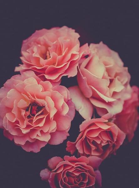 عکس گل برای تولد