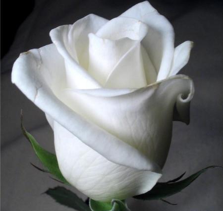 عکس سفید طبیعی