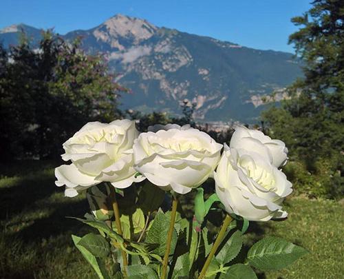 عکس سفید طبیعی