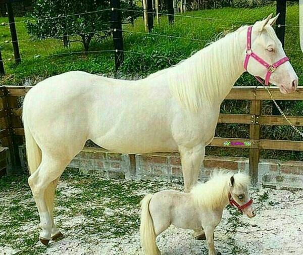 عکس بچه اسب کوچولو